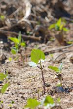 A tender bean shoot in a field near Thomazeau a month after heavy rains destroyed much of Haiti's cropland.